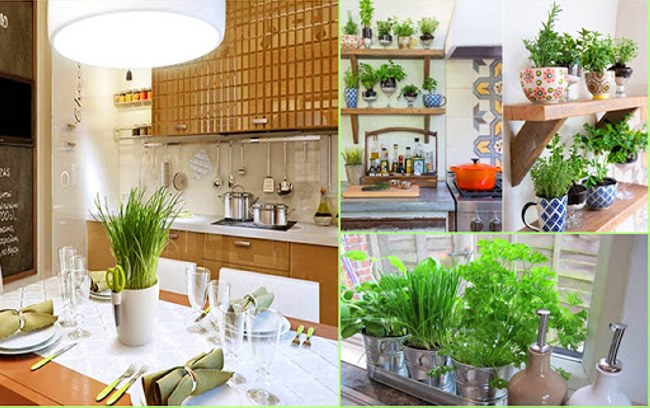 Trồng c&acirc;y xanh trong nh&agrave;, bếp, ph&ograve;ng k&iacute;n